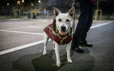 The first permanent outpost for dogs belonging to people experiencing homelessness is born