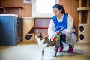 When a cat kneads their human companion, he or she is communicating a desire to share their state of well-being