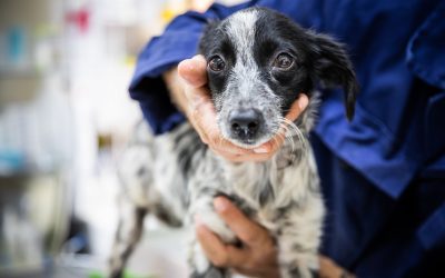 European elections 2024: advocating for improved protection for animals