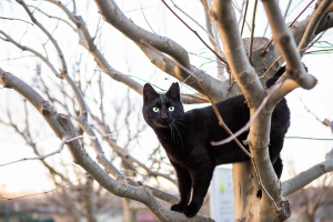 Gatto in natura