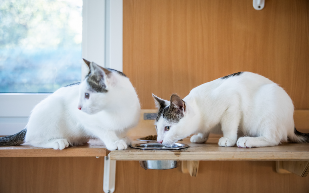 Quante volte al giorno devo dare da mangiare al gatto?