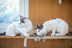 gatti a cui è stato dato da mangiare