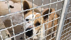 Lexya a Castel Volturno nel Rifugio del Cane San Francesco