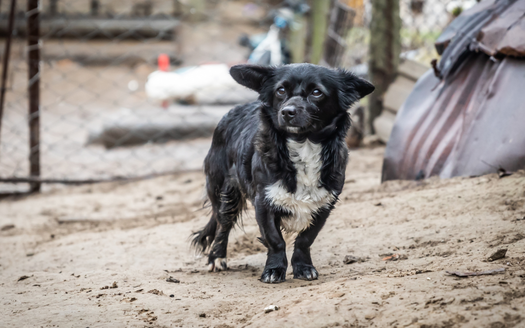 L’unione europea non ha mai legiferato sul benessere di cani e gatti. È il momento di farlo