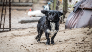 Nell'Unione Europea manca una politica comune per il benessere di cani e gatti