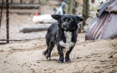 The European Union has never established specific laws regarding for the welfare of dogs and cats. It’s time we changed this