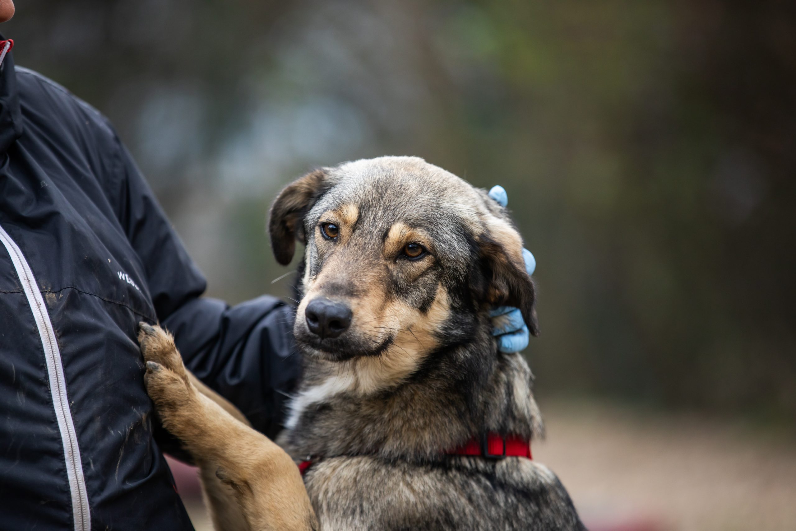 Vote for Animals: The Results of the European Elections for Animal Welfare