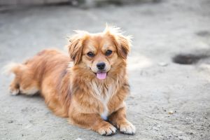 L’Europa può cambiare il destino di cani e gatti: serve il tuo sostegno!