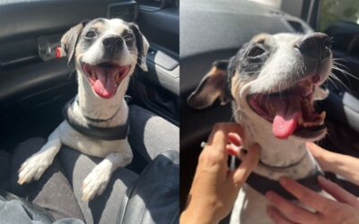 Speranza is reunited with her owner: AccogliAMO project