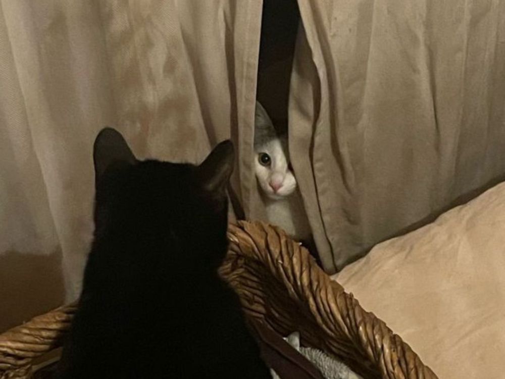 Volt and his new friend