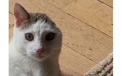 Story of the month: Volt