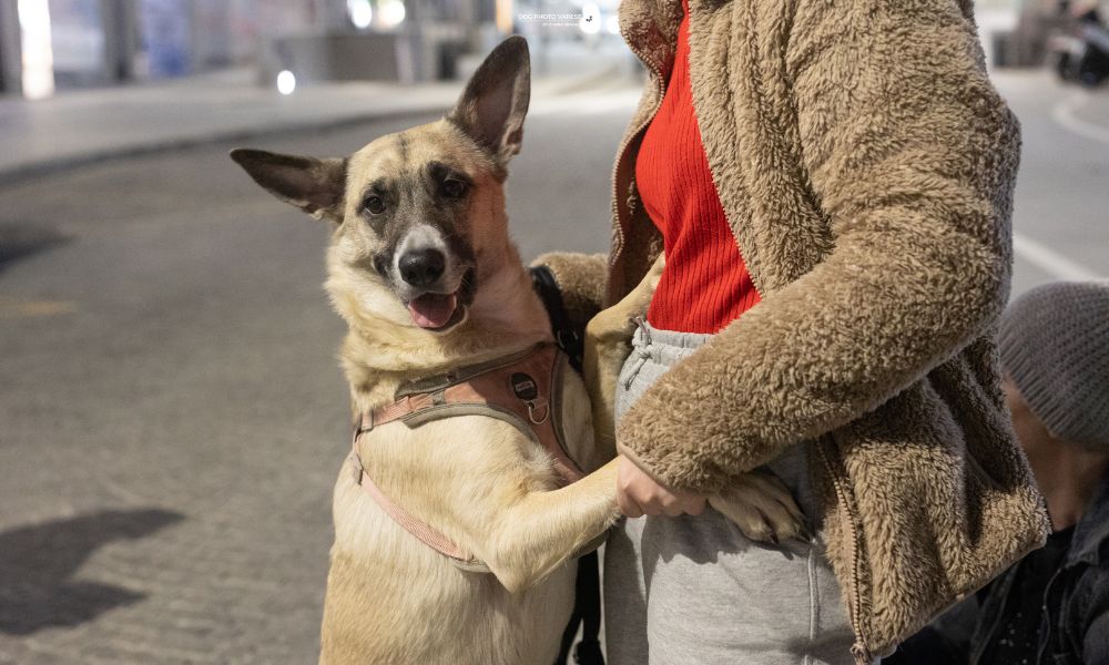 Zoomark supports Save the Dogs