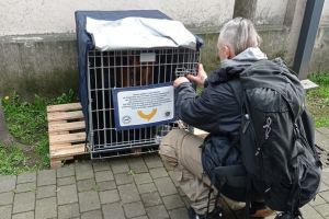 A new dog boxes at the Opera San Francesco in Milan