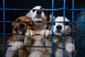 Quasi 8.000 firme per chiedere più tutele per cani e gatti in Europa