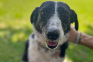 Microchip Day in Rogliano: 22 June