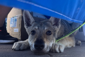 L’esperienza del Microchip Day a Rogliano: 22 giugno 2025