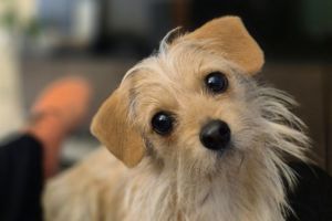 Minnie, rescued from the streets, and a fresh start in Sweden