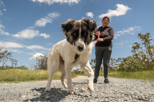 New paths and playgrounds for the dogs at Footprints of Joy