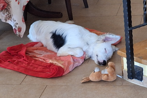 Pato’s journey from life at the shelter to a loving new home