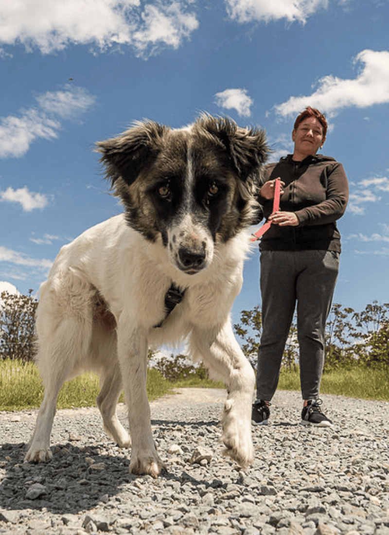 Cane sul nuovo sentiero