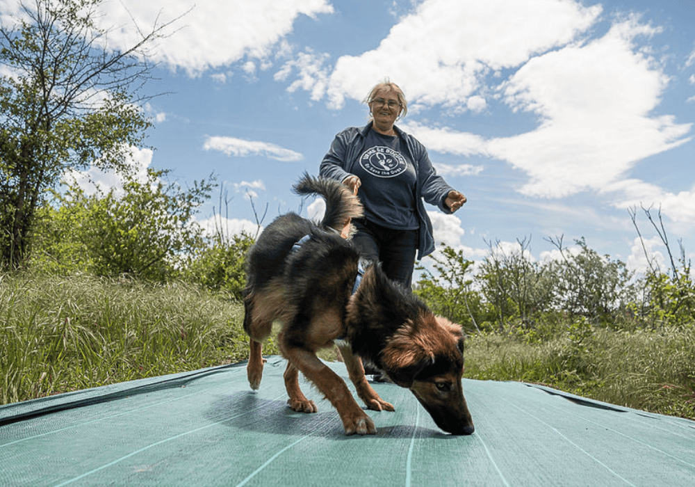 Cane sul nuovo sentiero