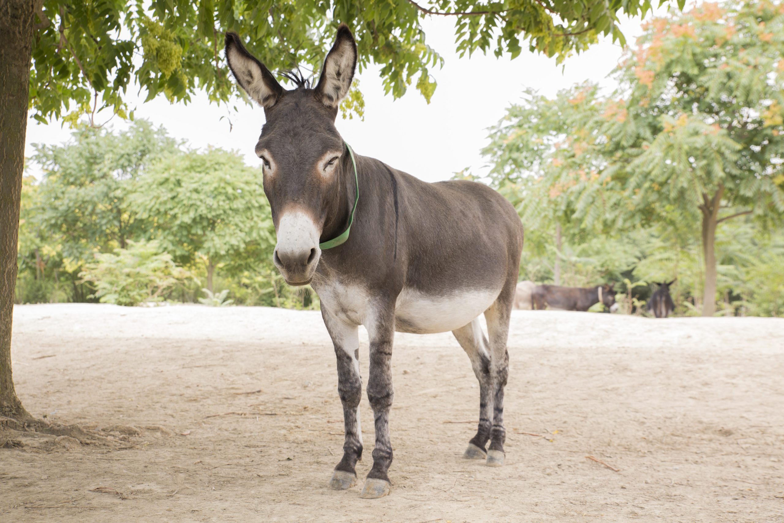 Adotta a distanza Fane