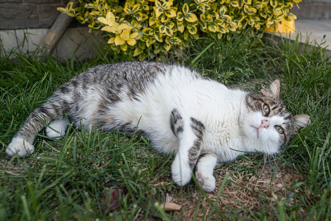 Adotta a distanza Glenda