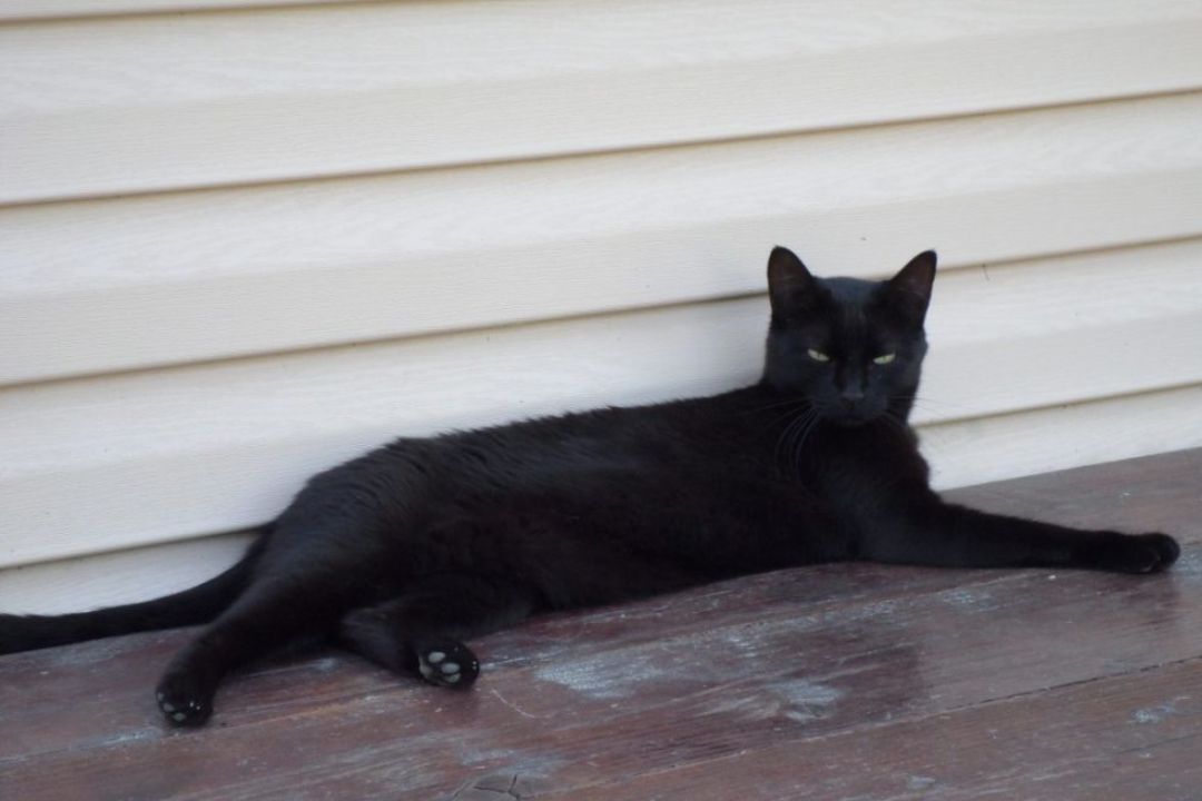 Adotta a distanza Nera