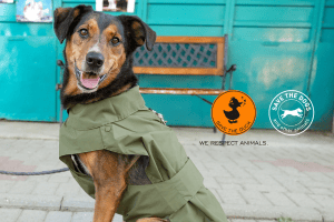 Save The Duck joins us once again to promote dog adoption
