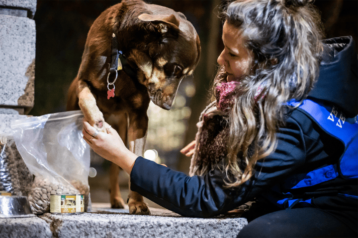 Salva migliaia di cuccioli abbandonati
