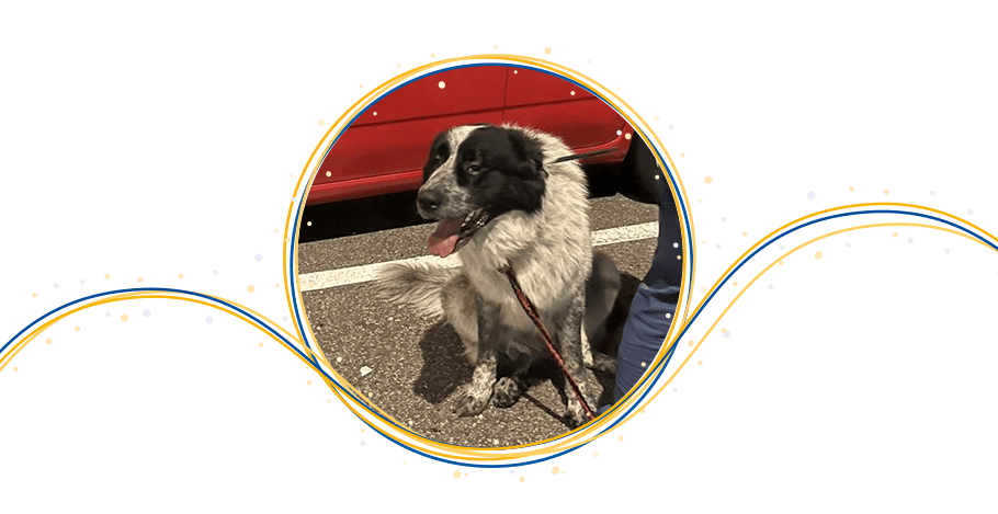 Salva migliaia di cuccioli abbandonati