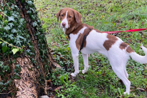 Banana: dal soccorso all’adozione responsabile