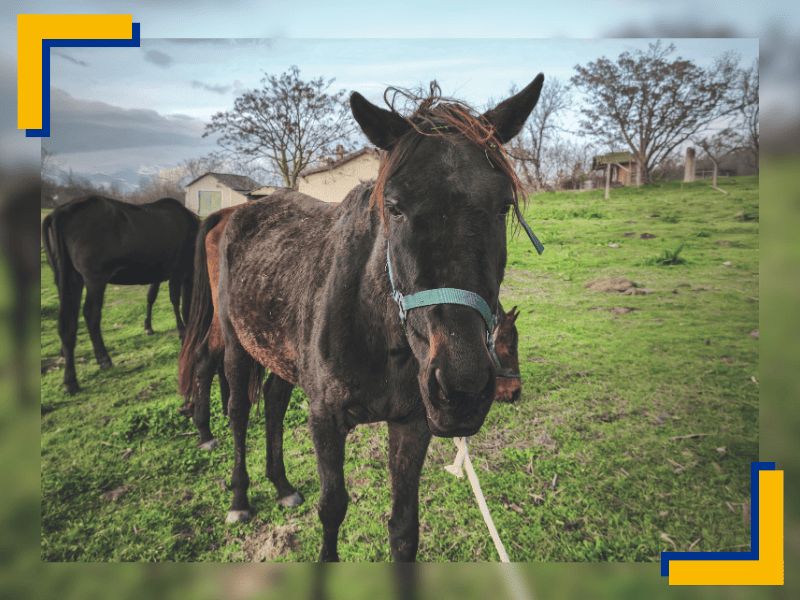 Salva migliaia di cuccioli abbandonati