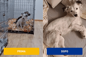 La storia del mese: la nuova vita di Amy