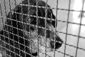 PLP4, parla Luca Spennacchio del nostro Comitato Scientifico