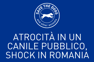 Atrocità in un canile pubblico in Romania