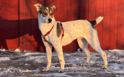 La storia del mese: Zorro salvato da una vita alla catena