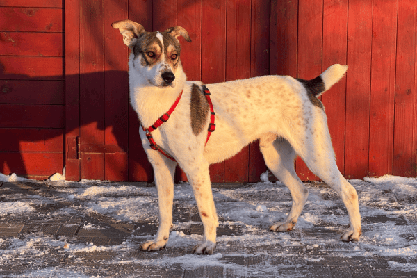 La storia del mese: Zorro salvato da una vita alla catena