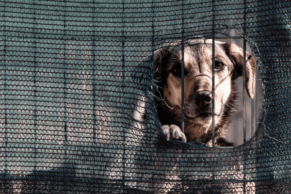 Scandalo canili della morte, sequestri e perquisizioni in Romania