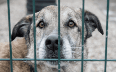 PLP4 ora in discussione al Parlamento come DDL 1572