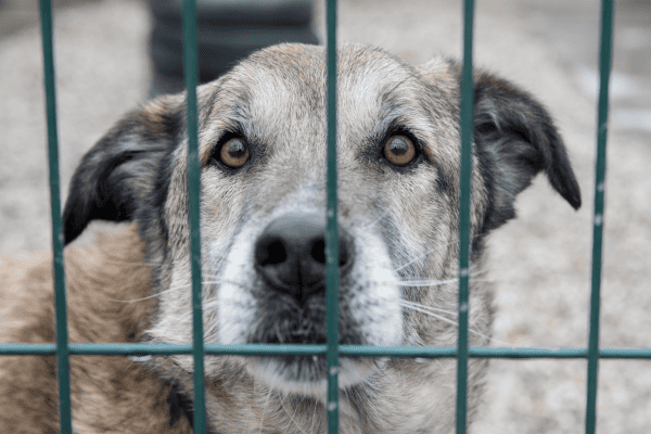 PLP4 ora in discussione al Parlamento come DDL 1572