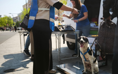 Heartworm day: free preventive treatment for dogs of people experiencing homelessness