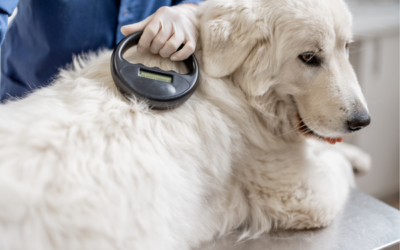 Europe will finally have legislation to protect dogs and cats