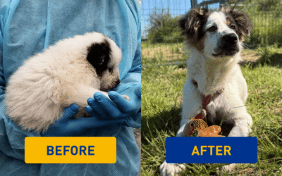Story of the month: Isotta’s new life