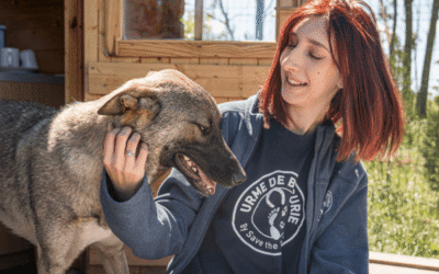 Your birthday for Save the Dogs