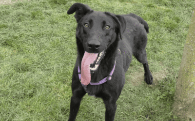 Adoptions on the rise: in 2025, 135 dogs found a family