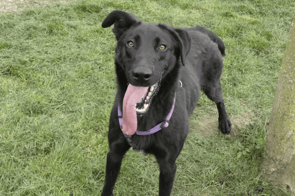 Adoptions on the rise: in 2025, 135 dogs found a family