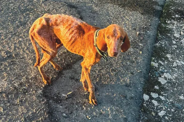 Salva migliaia di cuccioli abbandonati