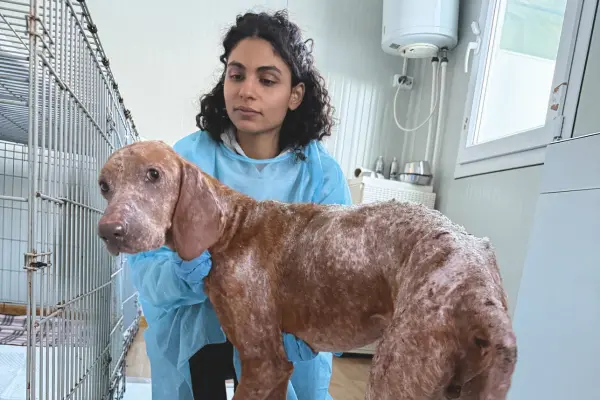Salva migliaia di cuccioli abbandonati