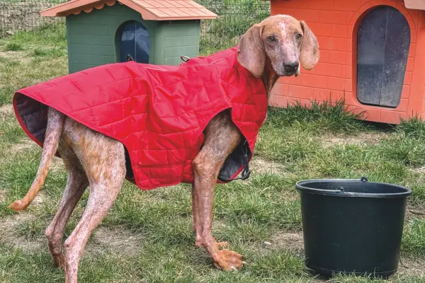 Salva migliaia di cuccioli abbandonati
